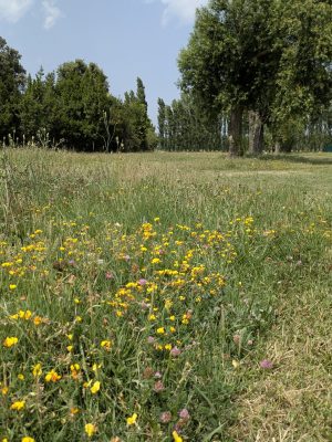 PXL_20250614_135212967.MP